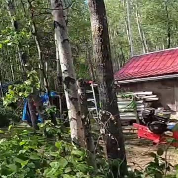 Backhoe's Price, Usage & Stump Removal_ Cat's Approval Needed! #livingoffgrid