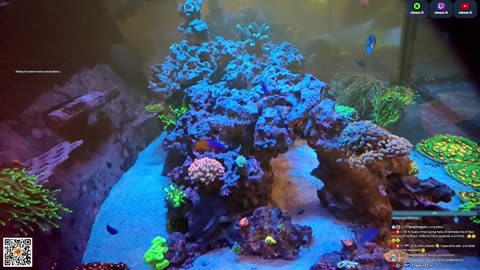 24/7 Real Live Reef Stream