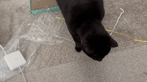 Cute Precious Piper Decides What to Do in the Office - Adopting a Cat from a Shelter Vlog