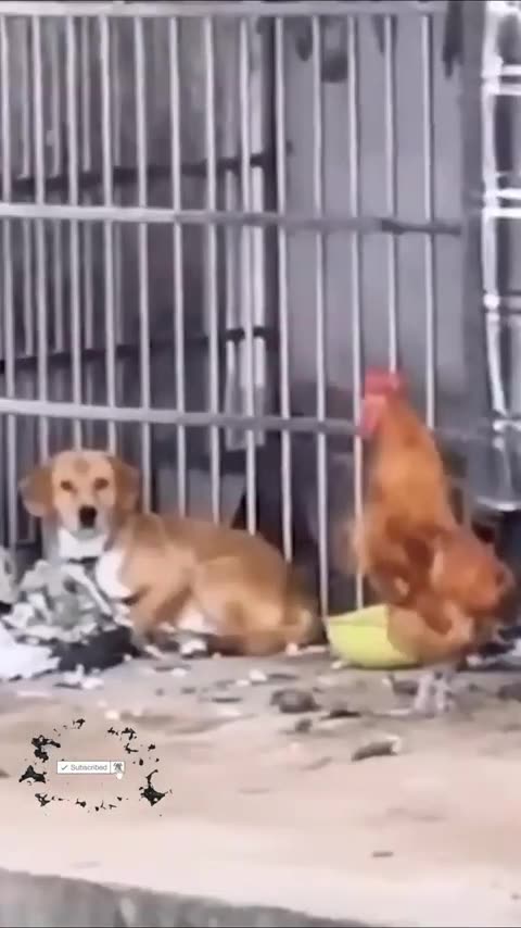 66. Funniest Cats & Dogs Videos, Cute Cat and Dog Videos😻 Cute and funny videos 😂