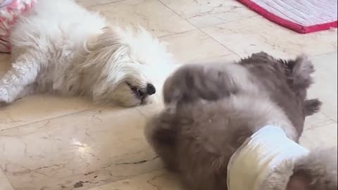 My Dog Inviting My Other Dog to Play