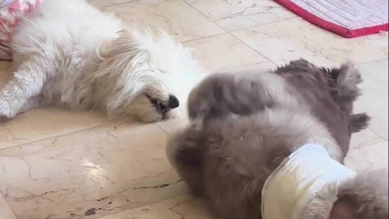 My Dog Inviting My Other Dog to Play