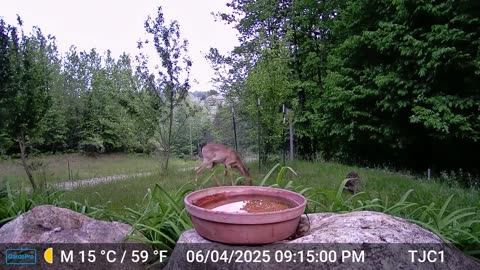 Doe vs Raccoon