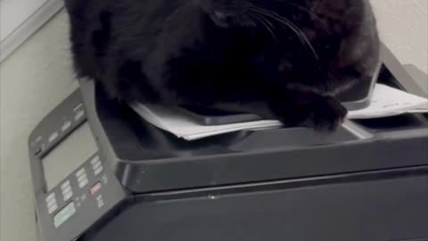 Precious Piper Does Security in the Downstairs Office - Adopting a Cat from a Shelter Vlog #shorts