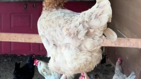 Pretty girl that's very shy