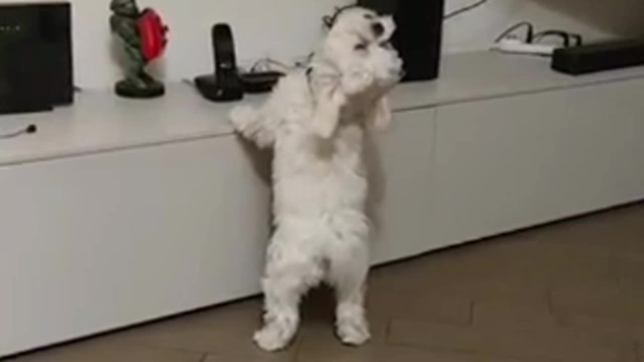 Funny Animals PT 02