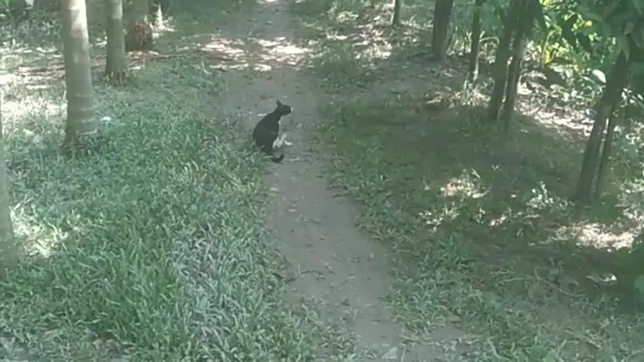 Real cat funn