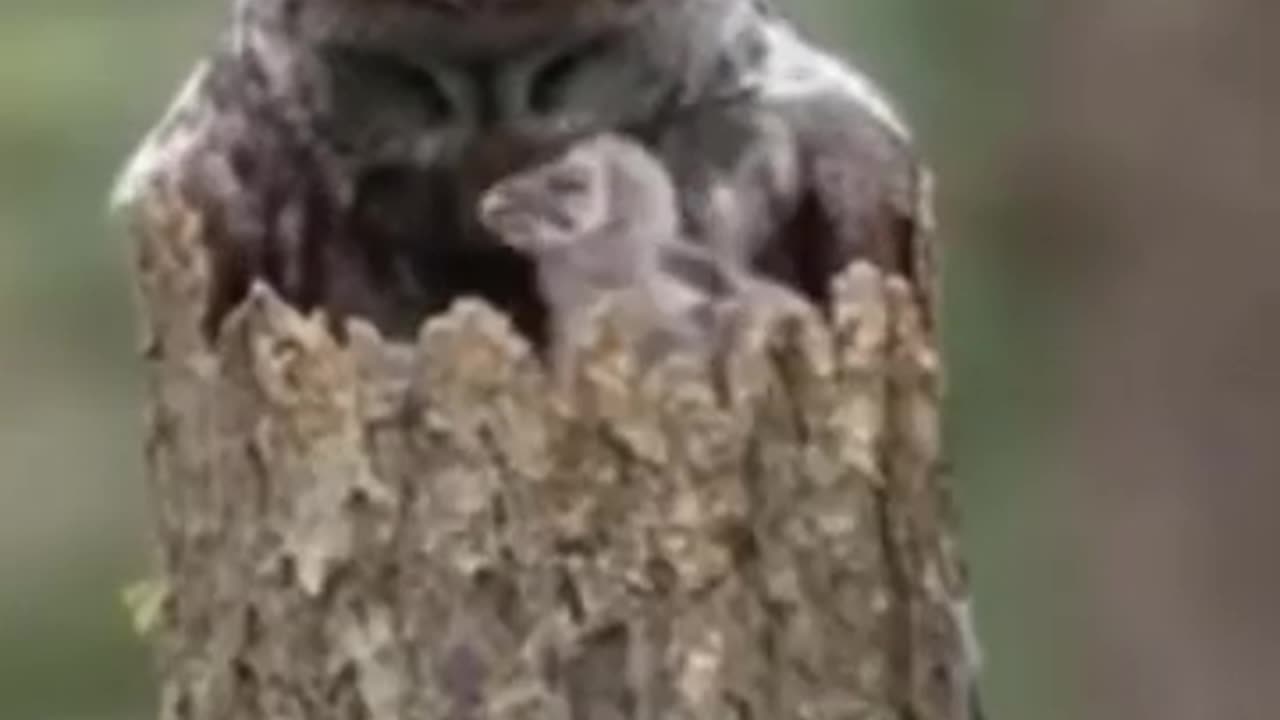 Funny animals 😂😂😂😂