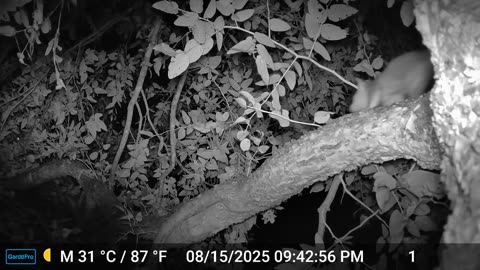 Mama Ringtail and two kits