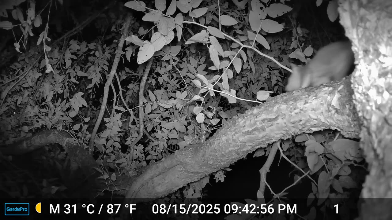 Mama Ringtail and two kits