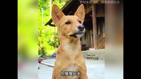 "They're Not Just Pets: Discover the Secret World of Dogs"