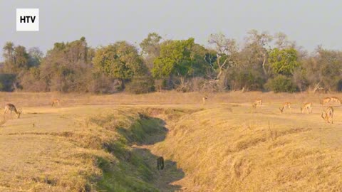 Cheetah & African Wildlife #13 - Amazing Big Cats and Safari Life