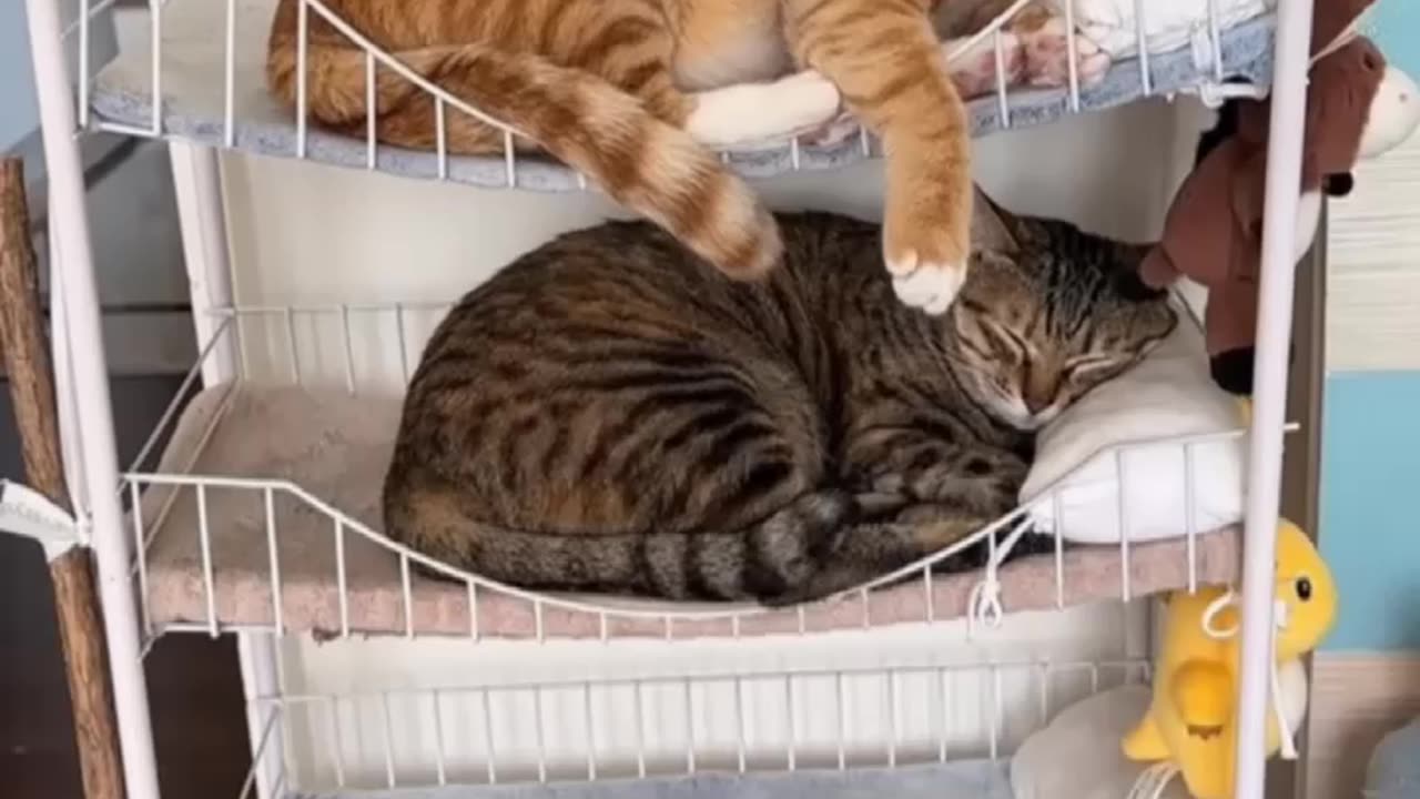 bed cute animail