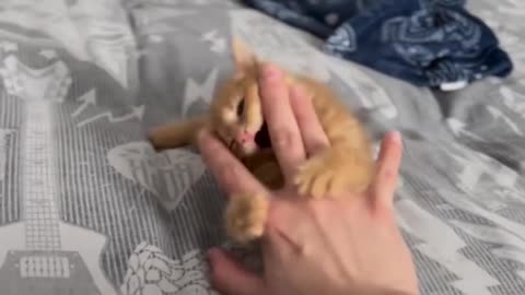 Laugh Out Loud Cat Fails and Funny Moments