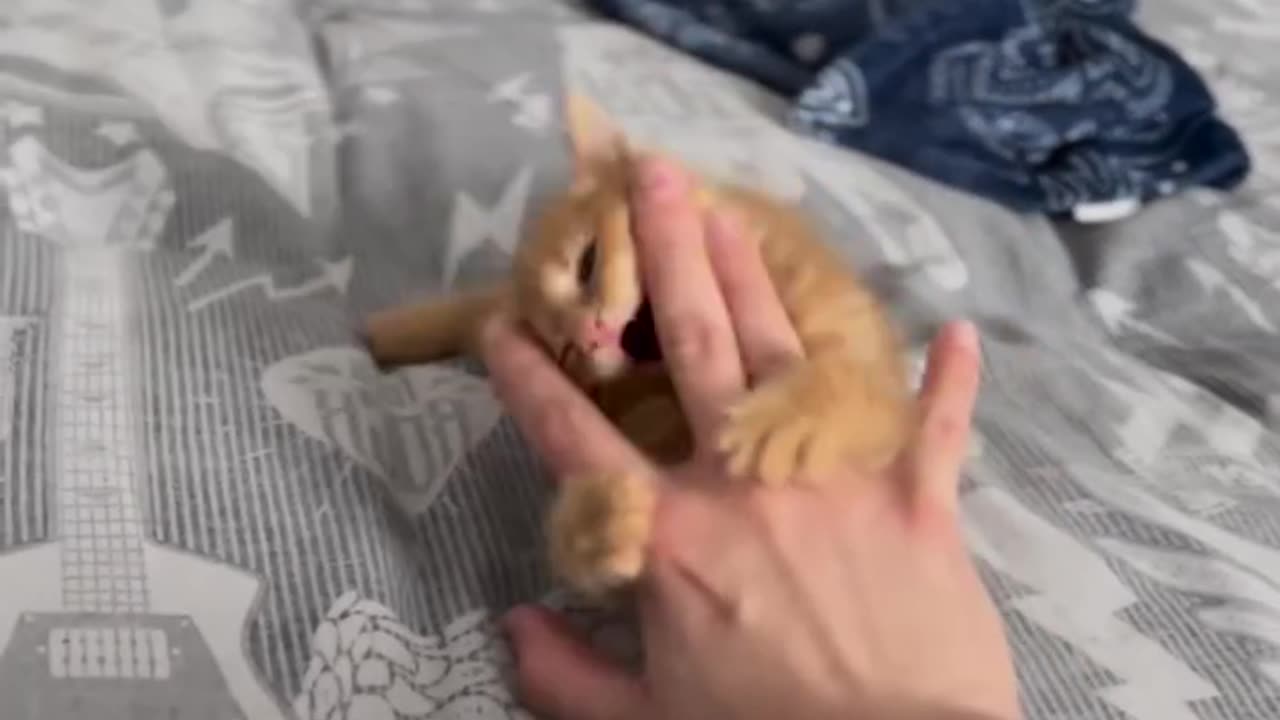 Laugh Out Loud Cat Fails and Funny Moments
