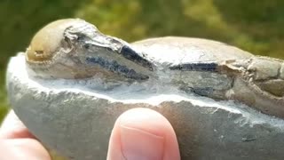 🦖🔥 FÓSSIL DE 12 MILHÕES DE ANOS: SERÁ QUE É UMA PISTA? | TheTruthAbove