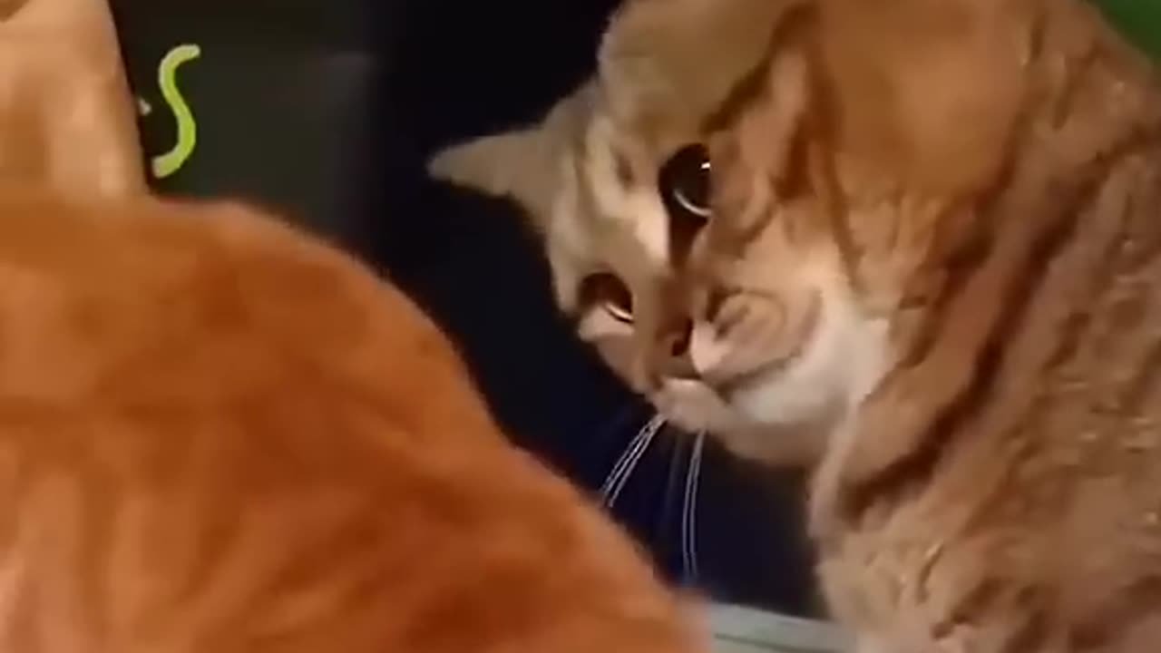 funny animals #Shorts #ai #AIVideos #ShortAIVIdeo2026