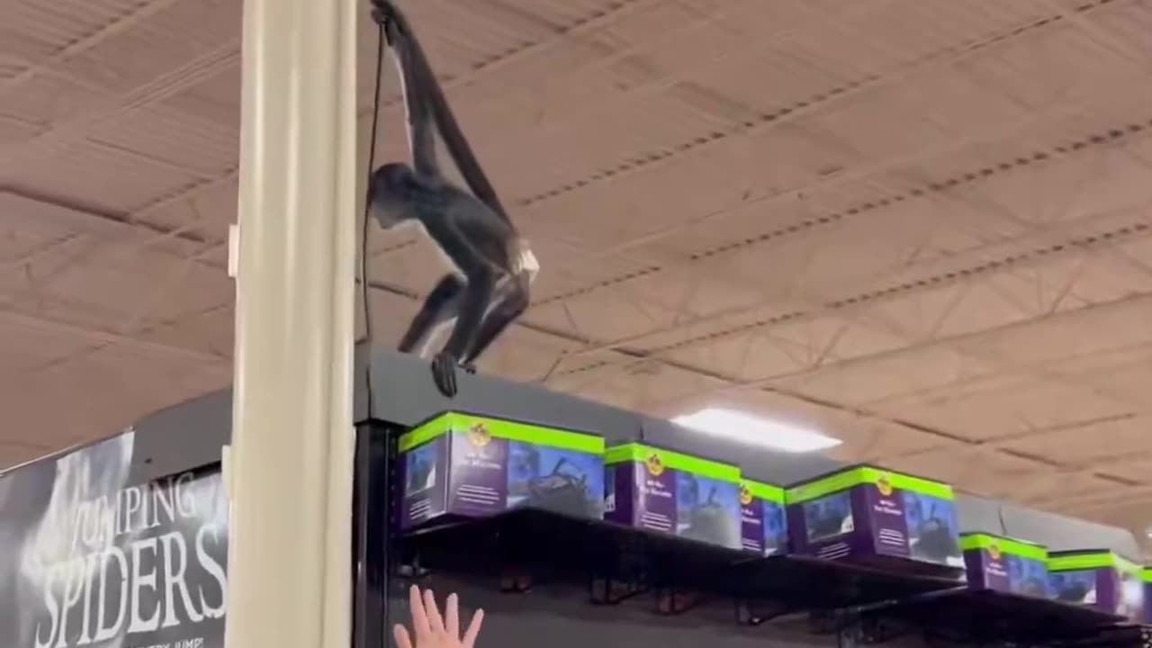 A diaper-wearing monkey was seen in the rafters at Spirit Halloween in Plano, Texas,