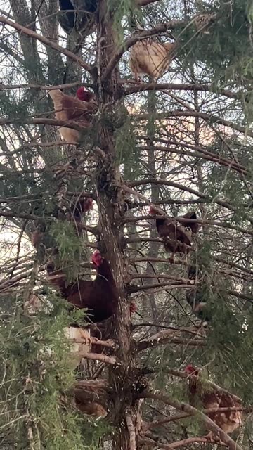 Chicken Tree is Ready for Picking