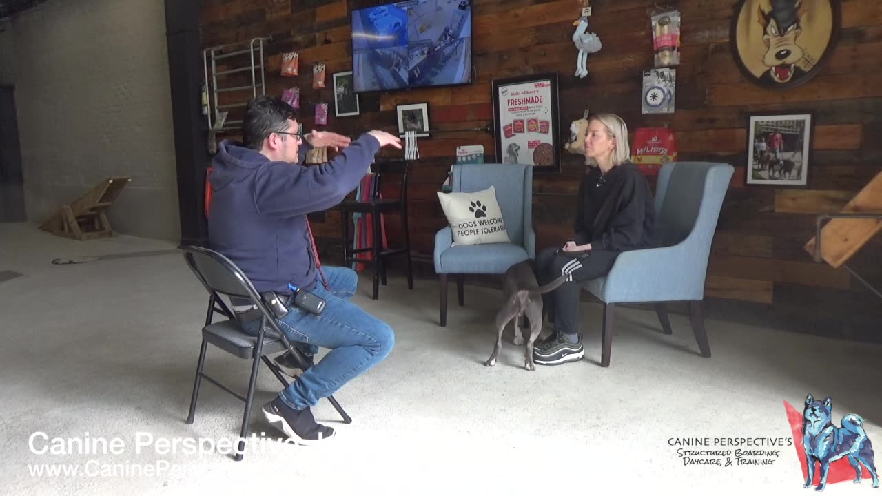 Consultation: McLovin | Senior Pittie With Leash Reactivity, Social When Introduced Correctly