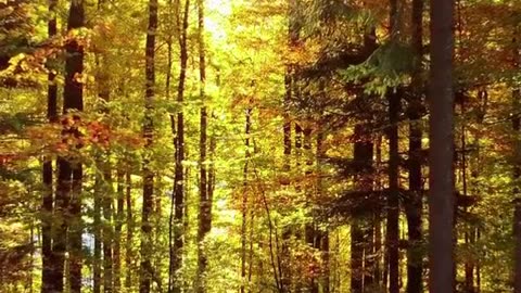 feliz ano novo 1.mp4