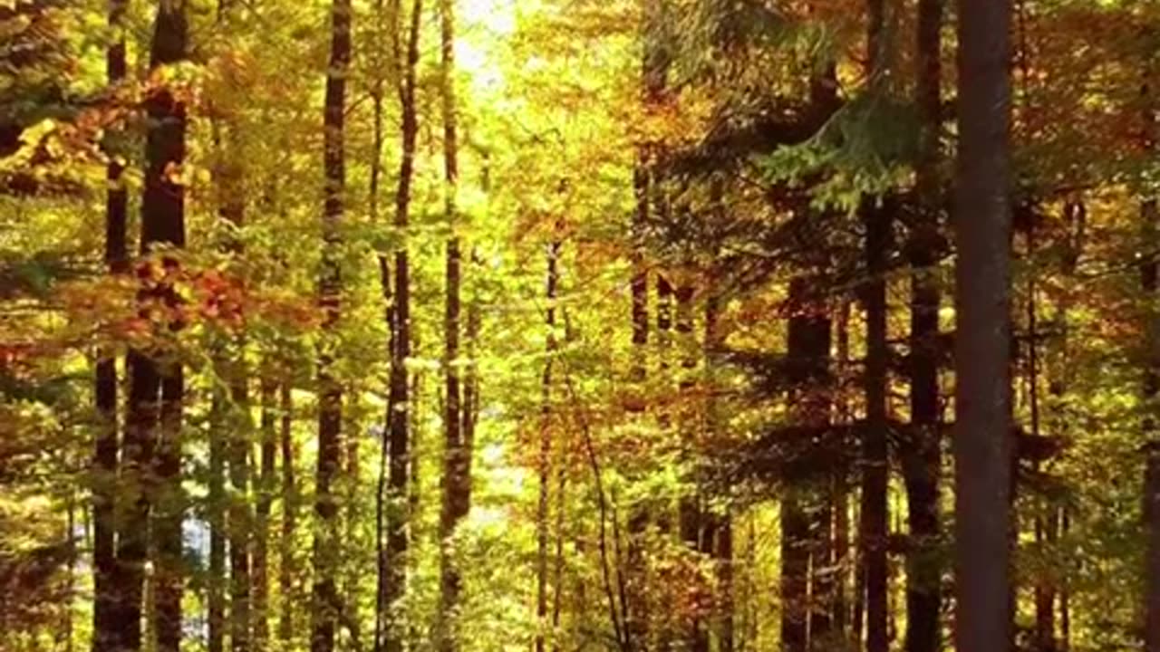 feliz ano novo 1.mp4