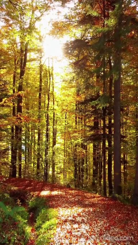 feliz ano novo 1.mp4