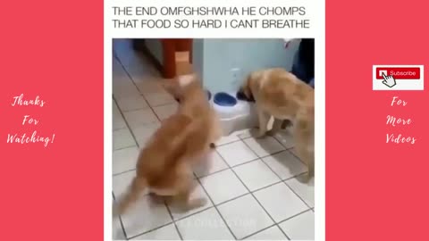 Cute Pet Compilation