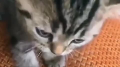 cute kitten
