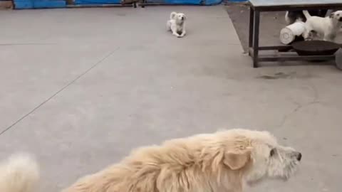 Play for a little while and then go on working.