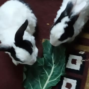 Rabbit 🐰 Lovers