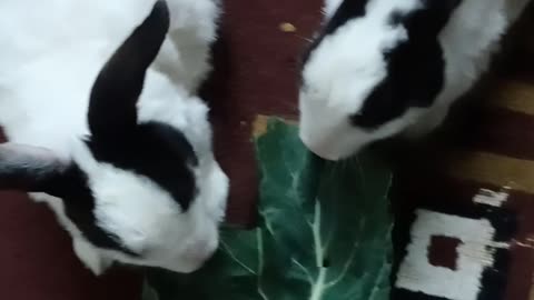 Rabbit 🐰 Lovers