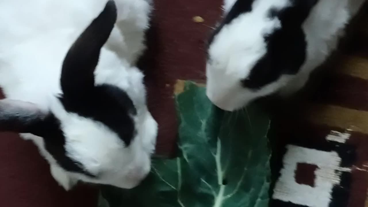 Rabbit 🐰 Lovers