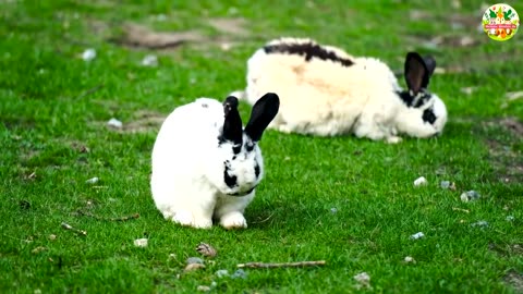 Adorable Kittens Having Fun on the Green Grass – Relaxing Cat Sounds