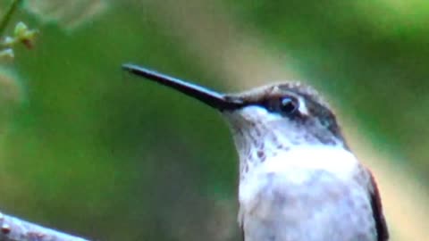 Hummingbird