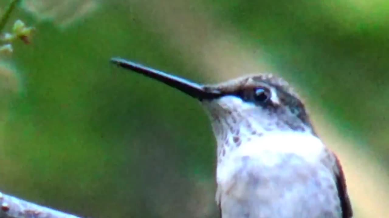 Hummingbird