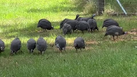 Every Bug is in Danger!!!