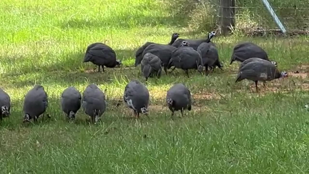 Every Bug is in Danger!!!