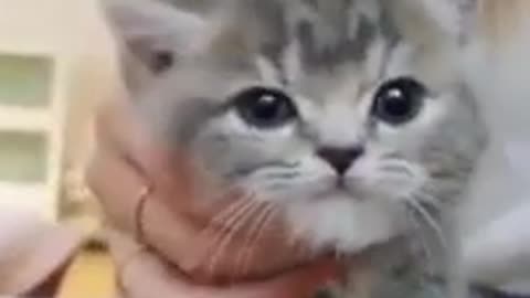 The Cutest Kitten Ever!