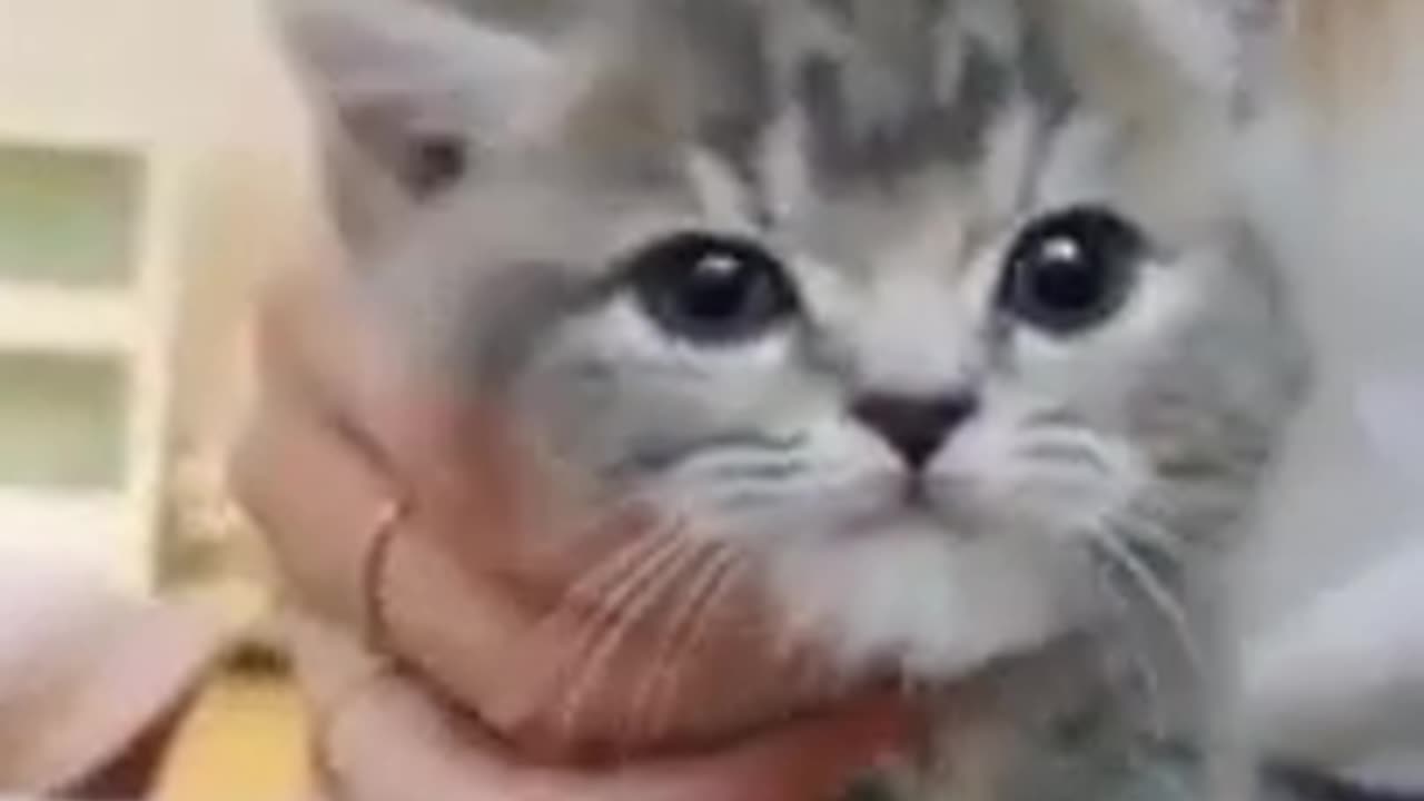 The Cutest Kitten Ever!