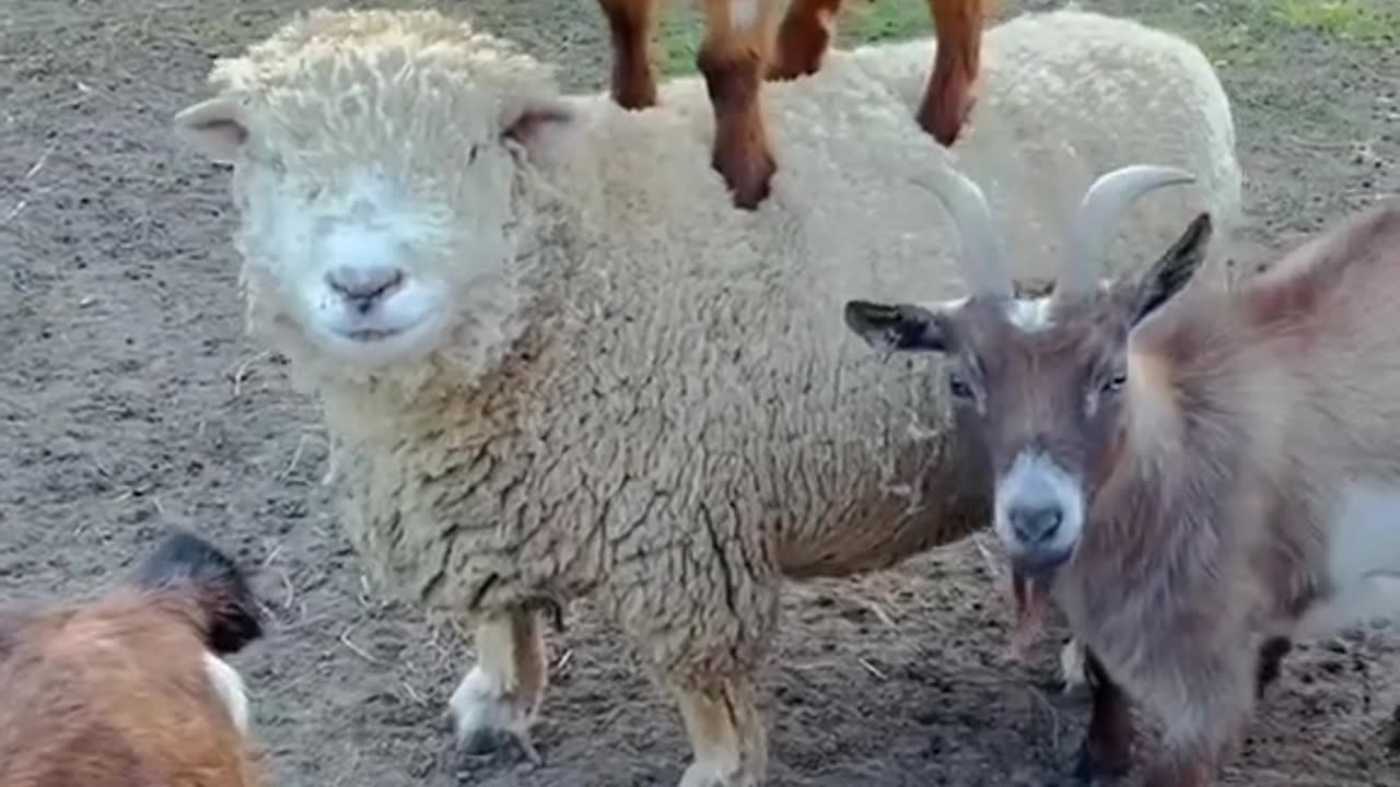 Playful lamb