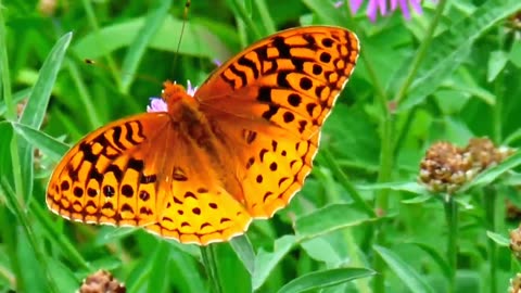Great Spangled Fritillary