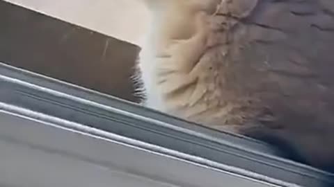 😂🐱 Cat Cinema: The Funniest Moment You'll See All Day | FunFM