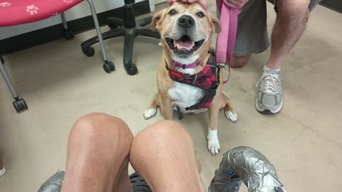 Honey aka London 8y A848417 PACC Alumni sees new doggies afar stays calm under threshold20250713287