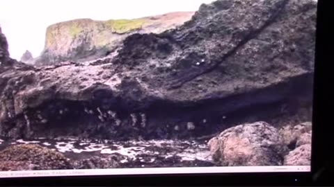 Mudfossil University PETRIFIED DRAGON