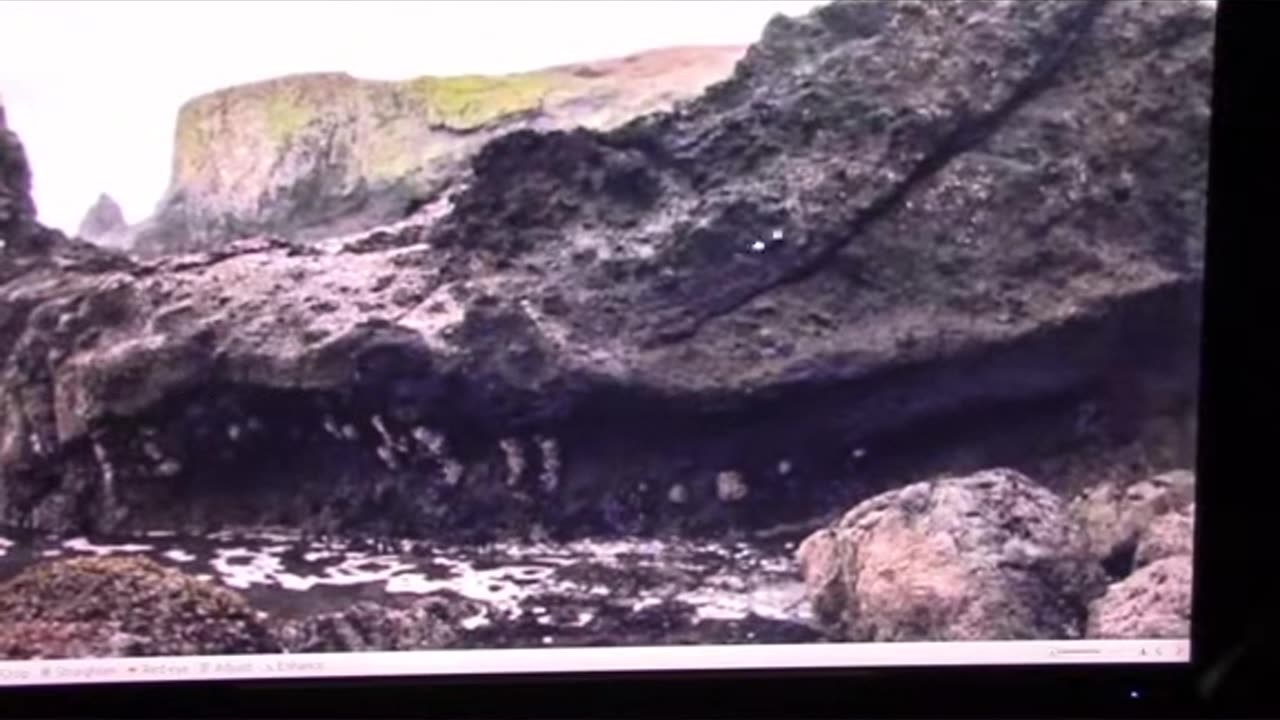 Mudfossil University PETRIFIED DRAGON