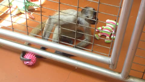 Mowgli plays with his hedgehog ball toy