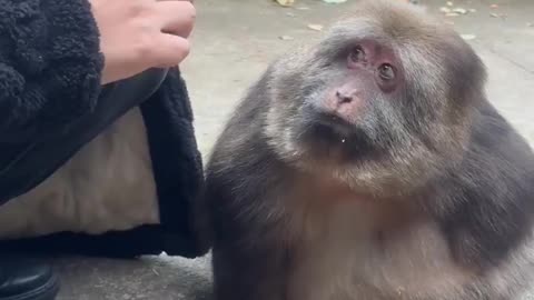 Offered Xingxing a sweet treat, but she turned it down with zero hesitation-looks