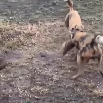Predatory Fury: The Merciless Attack of Hunting Dogs on a Rabbit!