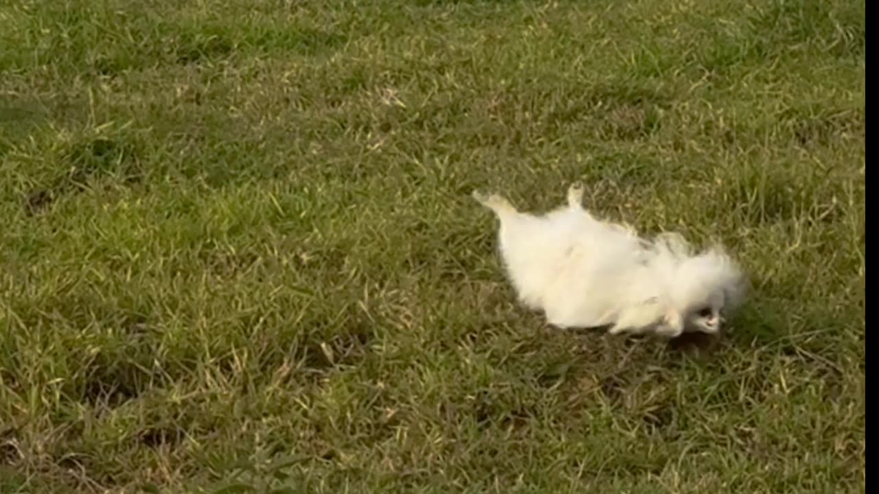 Little Dog Stumbles While Getting Chased by Cow